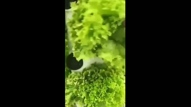 Super Idee - Plastikbaum